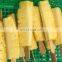 Frozen Pineapple Pattavia, Phuket (Ananas comosus)