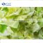 Sinocharm BRC A Approved IQF Frozen Cabbage Slice IQF Cabbage Slice