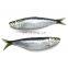 chinese factory sardine price frozen sardine fish for bait and canning sardinella aurita