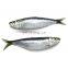 sardine fish frozen sardine whole round for bait and canning sardinella aurita