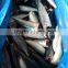frozen pacific mackerel HGT