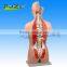 human anatomy Torso 17 Parts Sexless Open Back model
