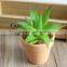 High Quality Artificial Succulent Plants Export Succulent Plants