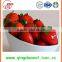 Export 25-35mm A13 Chinese Best quality Whole Fresh Strawberry