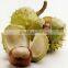 GMP Factory Supply Exwork Price Horse Chestnut Extract Aescin Powder