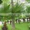 Ornamental Plant Livistona Chinensis