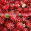 GMP Natural High Quality Water Soluble Hibiscus Extract Powder/Roselle Extract Powder