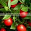 100% Natural best quality Ruscus Aculeatus Extract