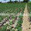 Farm Irrigation System Driptape t Tape