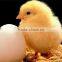 500 Chicken Egg Incubator Hatching Machine For Sale