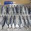 Skipkack Tuna - Katsuwonus Pelamis