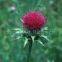 Milk Thistle Extract( rossonl@huacheng-biotech.com)