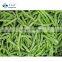 Sinocharm Xiamen  L7-13cm Frozen Green Beans IQF Whole Green Beans