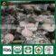 Flower Shiitake Mushrooms,Shiitake Mushroom Spawn,Mushroom Growing