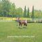 ride on animal horse