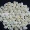 Chinese Snow White Pumpkin Seeds with Factory Price for Sales