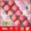 Export cheap fresh honey fuji apples