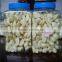 Fresh peeled garlic 5lbx6bg/carton