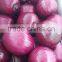 Fresh Peeled Onion for Exporting