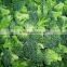 Frozen broccoli florets for export