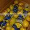 ADALIA YELLOW LEMON