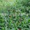 New hybrid F1 Pepper seeds hot and spicy pepper seeds for growing-15HO-27