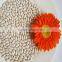 JSX Phaseolus white kidney bean Heilongjiang selected white kidney bean