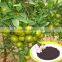 organic phosphorus nitrogen potassium fertilizer