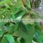 Artificial Leaves Branch Hanging Item Decoration