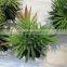 brand name artificial mini bonsai plants artificial multicapacity process bonsai decor