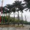 cheap palm tree fiberglass palm tree decorative indoor palm tree