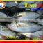 FROZEN BIGEYE SCAD WHOLE ROUND