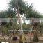 Pandanus Utilis high 4-5m landscaping tree