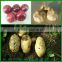 Wholesale Fresh Holland Potato Specification 50-100g 100-150g 150-250g 250g and up