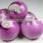 Sinocharm BRC A approved Iqf Frozen Chopped Red Onion Suppliers Frozen Diced Onions