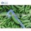 Sinocharm BRC A Approved 4-9cm Good Price New Crop IQF Frozen Sugar Snap Peas