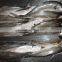 Frozen Megalaspis cordyla Hard Tail Scad from China supplier