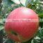 2015 new crop fresh Qin guan apple with good quality for sale