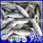 China IQF Frozen Round Scad Seafood Fish For Exporting