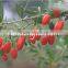 China Dried Fresh Goji Berry