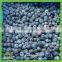 frozen iqf wild blueberry