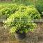 Evergreen Foliage Outdoor Landscaping Decorative Ornamental Plants Ficus Microcarpa cv Golden Leaves