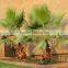 Washingtonia filifera