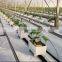 Hydroponics Greenhouse Multi Span Poly Film/PC Sheet