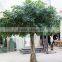 artificial Polyscias trees PE leaves fake tree for sale