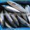 Frozen Pacific Mackerel Fish 250-350G