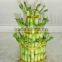 Lucky bamboo ( Dracaena Sanderiana) 3 layers