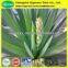 High quantity yucca extract/yucca extract powder/yucca p.e.