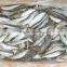 Frozen Sardines (Sardinella Longiceps) for bait and canning 250pcs