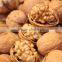 from China at Discount Price Wholesale Walnut and Walnut Kernel